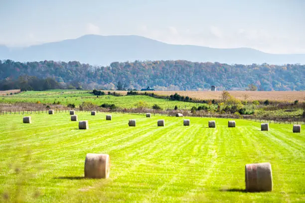 Elkton, Virginia countryside rural country with hay roll bales on grass agriculture field in Shenandoah Valley, Virginia blue ridge mountains and silhouette of peak in autumn fall season