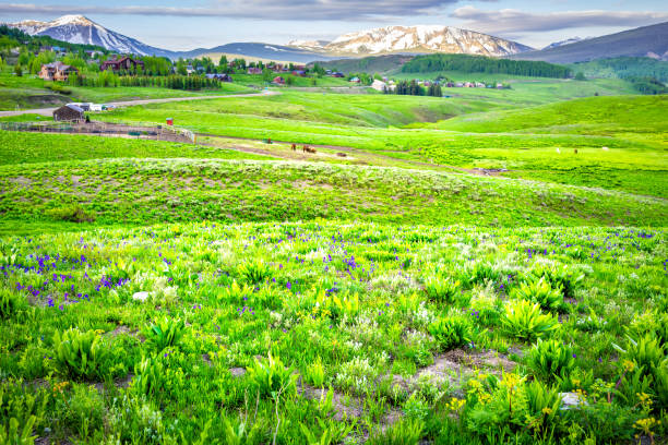 monte crested butte vistas panorâmicas com grama verde exuberante solo de flores silvestres de verão com paisagem urbana de pequena vila da cidade ao fundo - wildflower flower colorado lupine - fotografias e filmes do acervo