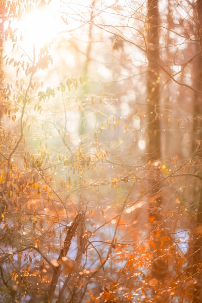 coloré belle branche d’arbre à feuilles d’hiver d’automne dans le doux coucher de soleil brun vintage ou le lever du soleil avec des gouttes d’eau humide cercles bokeh en virginie vue verticale rapprochée - 16193 photos et images de collection