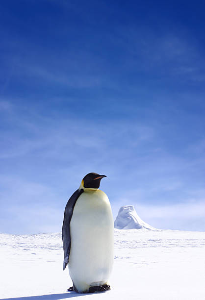 penguin - - antarctica penguin ice emperor stock-fotos und bilder