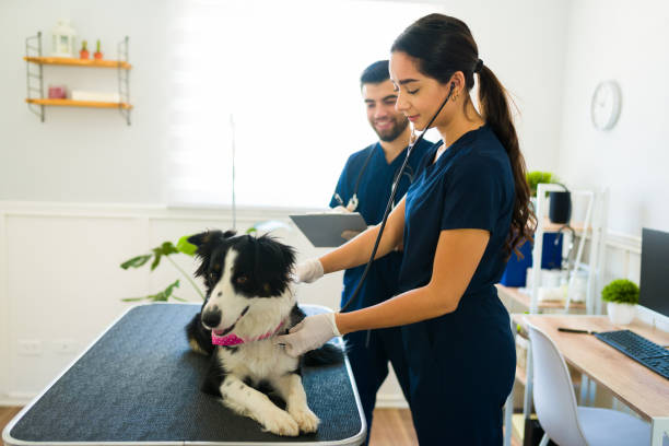 istock Attractive vet using a stethoscope on an ill big dog 1404747493
