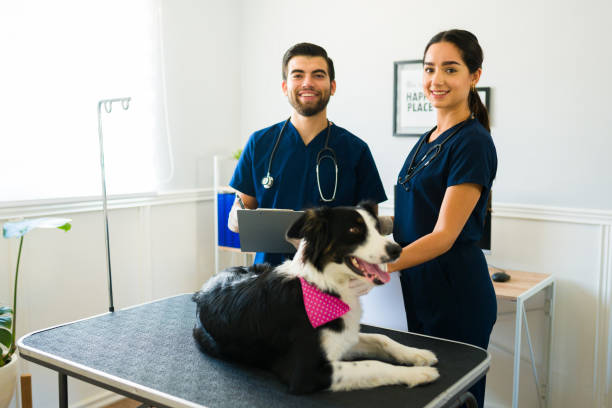 istock Cheerful vets smiling while working at the animal clinic 1404747497