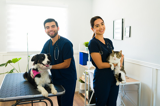 Hispanic young woman and man working as professional vets and treating a dog and a cat at the animal hospital