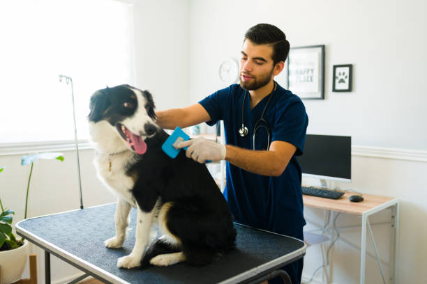 veterinario masculino acicalando a un perro border collie en la clínica de animales - grooming dog pets brushing fotografías e imágenes de stock