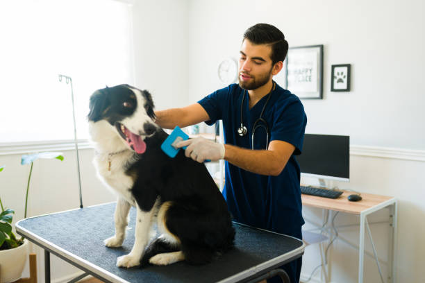 動物診療所でボーダーコリー犬をグルーミングする男性獣医 - grooming ストックフォトと画像