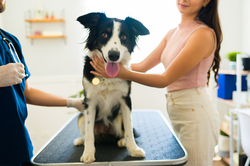 Beautiful border collie dog sitting at the veterinary table with a young woman and a vet for a medical examination