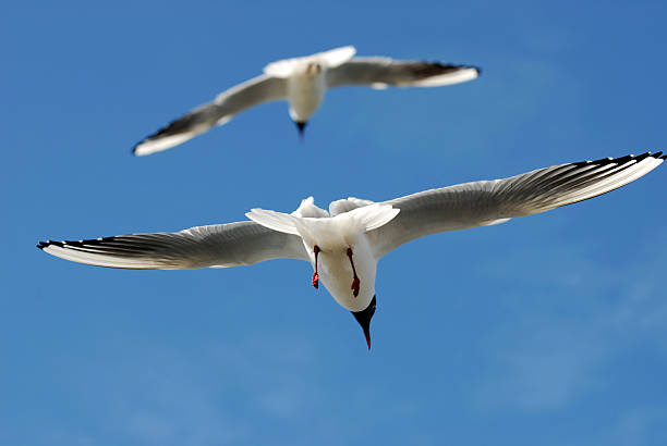 birds stock photo