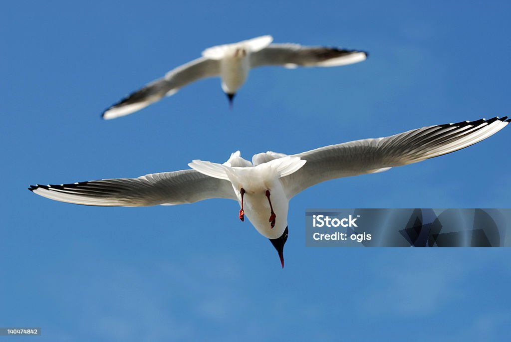 Aves - Foto de stock de Azul royalty-free