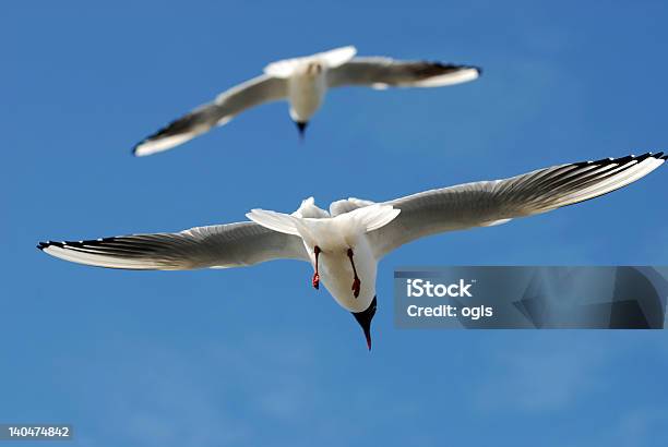 Aves De - Fotografias de stock e mais imagens de Azul - Azul, Barco à Vela, Bomba de Ar