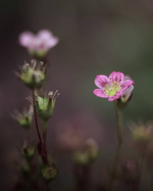 istock Pink flower, petals, growth, details, nature, macro, plants, spring 1404748425