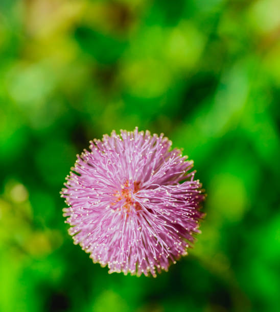 close up macro flower color pink in Miami Beach, Florida, United States