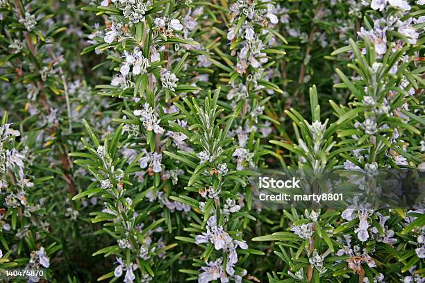 Rosemary Bush Stock Photo - Download Image Now - Bush, Flower, Food