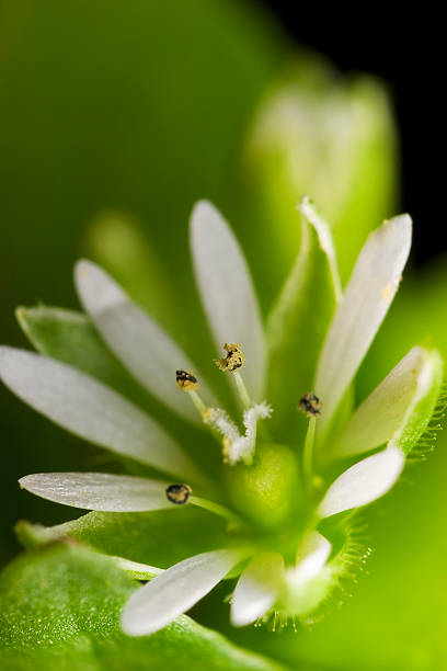 Chickweed Kwiat (Stellaria media – zdjęcie