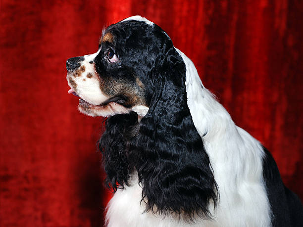 cocker spaniel wb 13 – - cocker_spaniel zdjęcia i obrazy z banku zdjęć