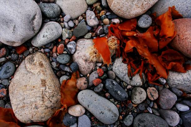 czerwone wodorosty i skały - red seaweed zdjęcia i obrazy z banku zdjęć