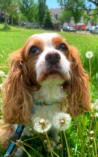istock Dog and Dandelions 1404751570