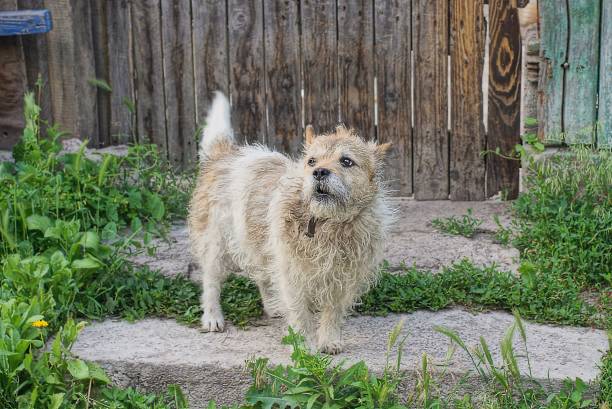istock one small gray aggressive dog stands on the ground 1404751698