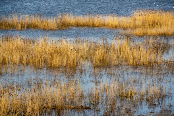 river landscape in Hamburg on the Elbe with dried reeds