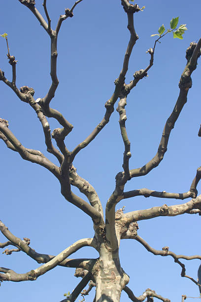 árvore na primavera - skuril imagens e fotografias de stock