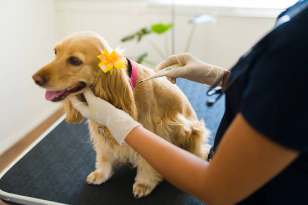 istock Female vet treating a sick cocker spaniel dog 1404753542