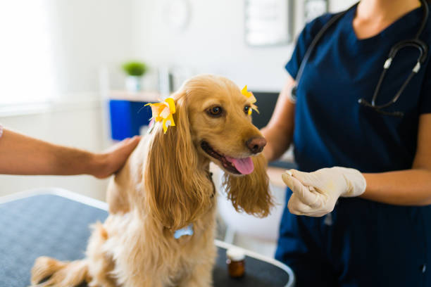 istock Sick dog getting a pill at the veterinary clinic 1404753557