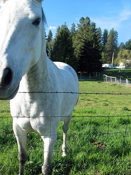 Blanco caballo en campo - foto de stock