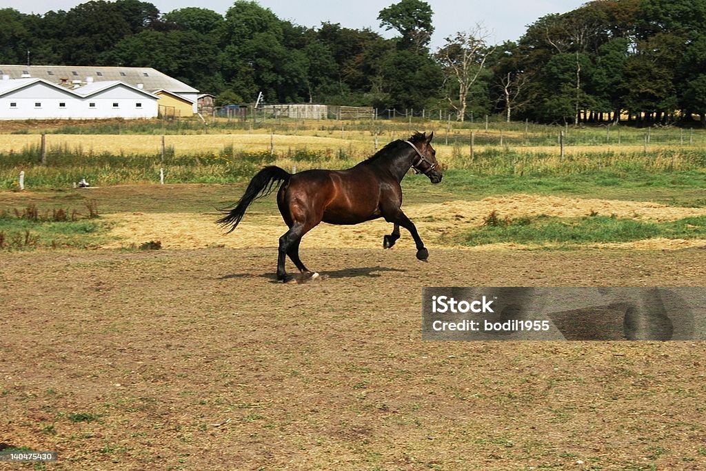 Running horse Activity Stock Photo