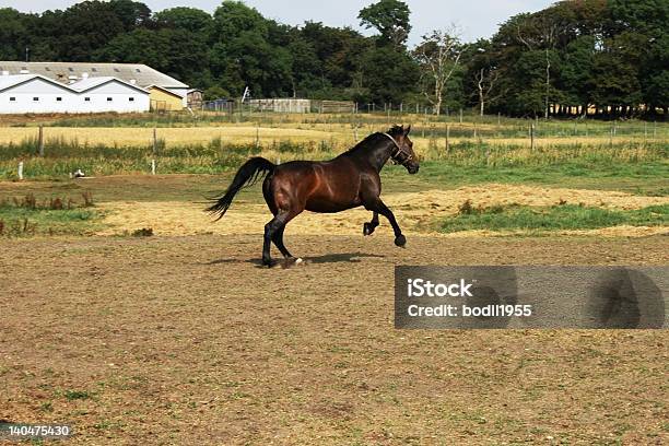 Running Horse Stock Photo - Download Image Now - Activity, Agricultural Field, Animal