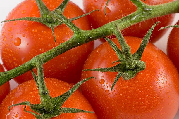 świeże pomidory – zdjęcie