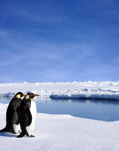 Penguin pair stock photo