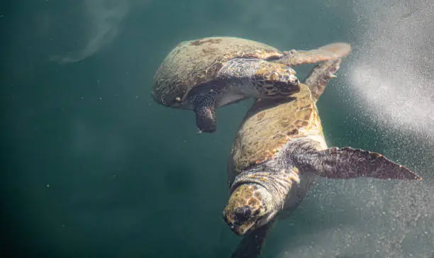 Two seawater turtles swimming together in the sea - enjoying each ones company