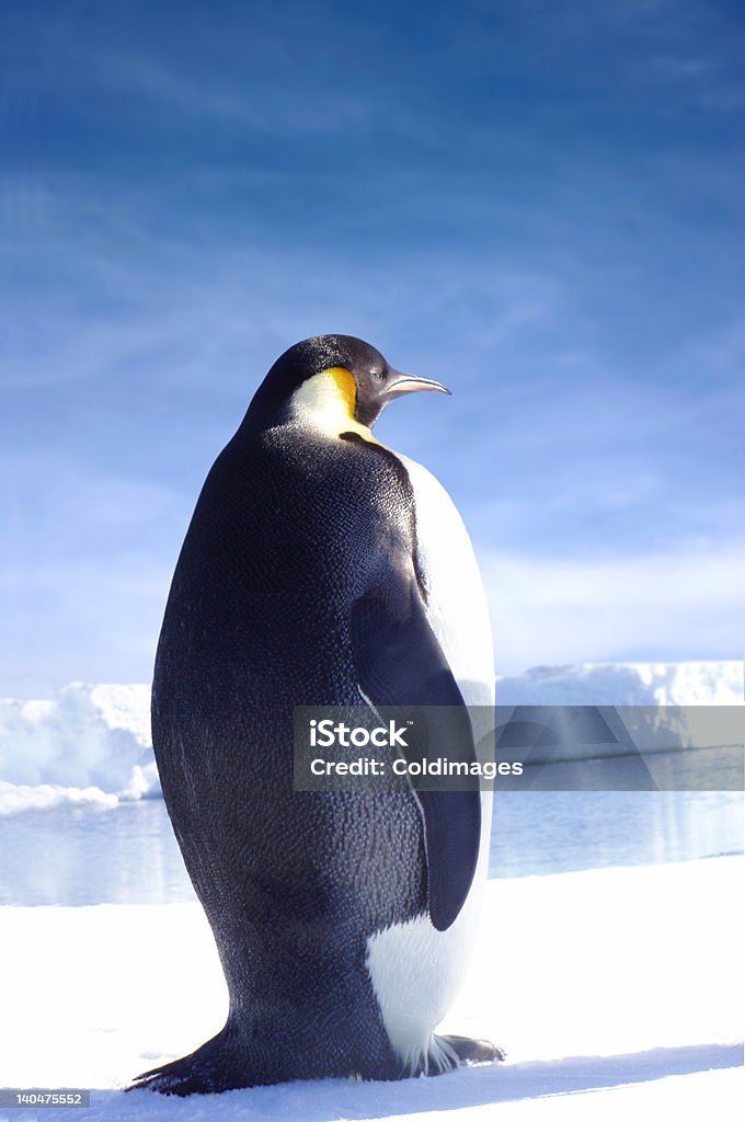 Pingüino - Foto de stock de Pingüino emperador libre de derechos