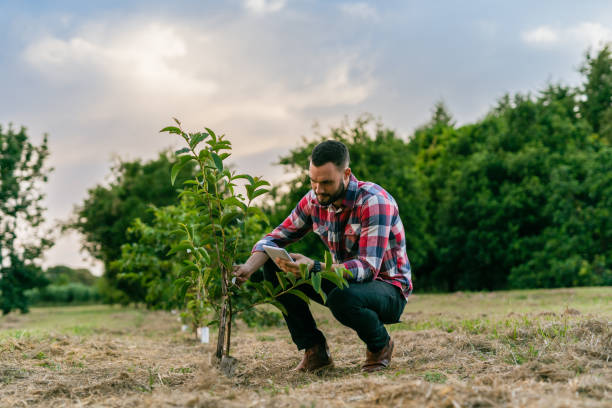 agronom, der junge bäume im obstgarten überprüft - wiederaufforstung stock-fotos und bilder