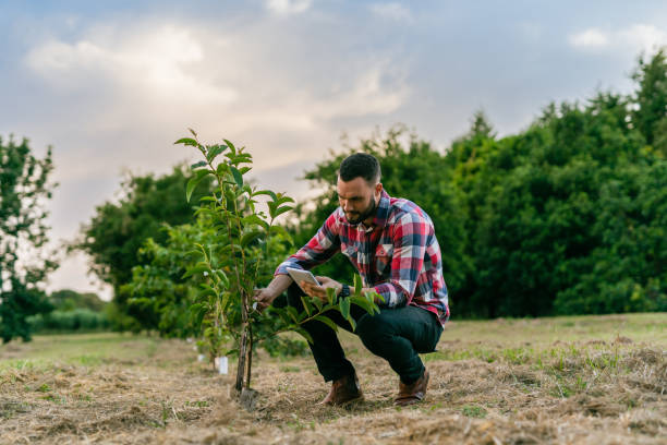 Agronomist checking young trees in the orchard Agronomist checking young trees in the orchard reforestation stock pictures, royalty-free photos & images