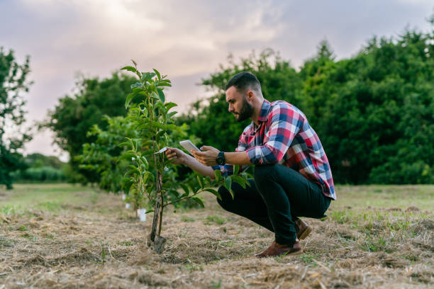 istock Agronomist checking young trees in the orchard 1404756540