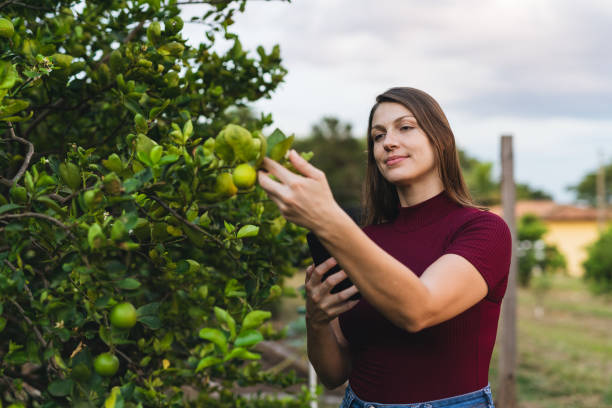 kobieta robiąca zdjęcia liści sadu - beautiful people citrus fruit fruit zdjęcia i obrazy z banku zdjęć