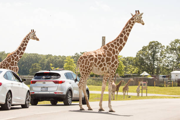10+ Six Flags New Jersey Stock Photos and Royalty-Free Pictures