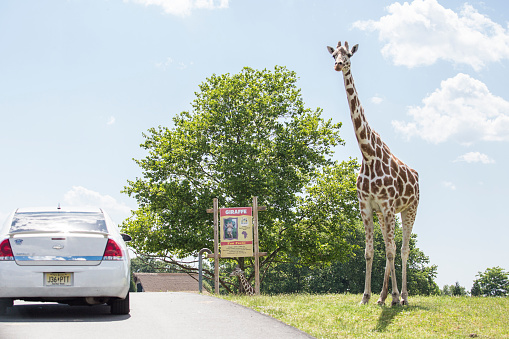 Jackson Township, NJ - June 17, 2022:  Giraffe standing on the grass field at the Wild Safari Drive-Thru Adventure at Six Flags Great Adventure.