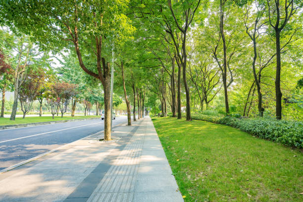 istock Trees and grass in the sun 1404756681