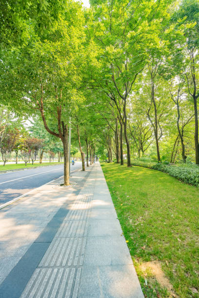 istock Trees and grass in the sun 1404756718