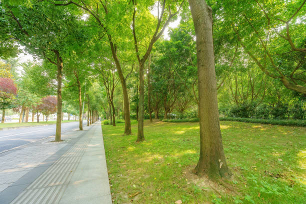 istock Trees and grass in the sun 1404756798