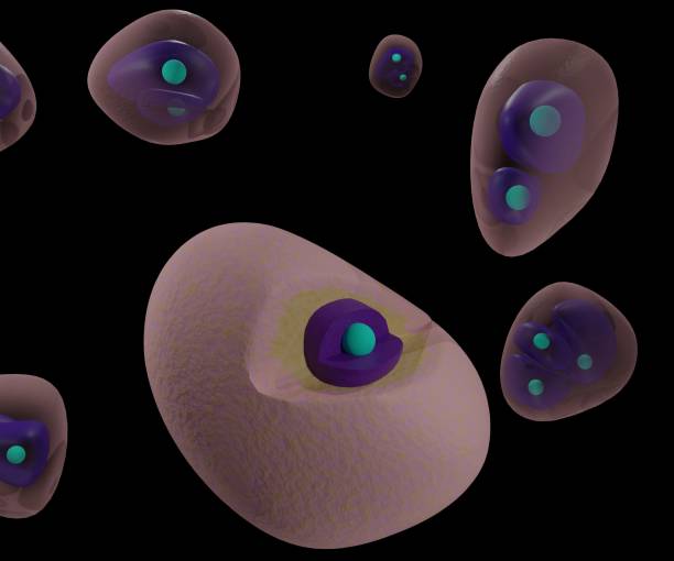 istock The chondrocyte in cartilage matrix has rounded or polygonal structure 1404757735