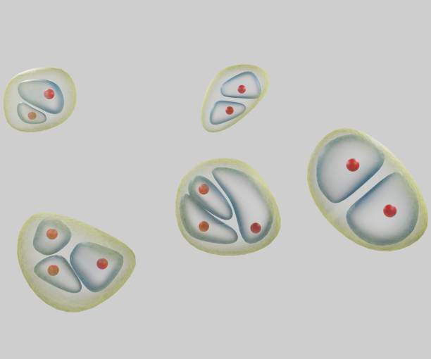 istock The chondrocyte in cartilage matrix has rounded or polygonal structure 1404757737