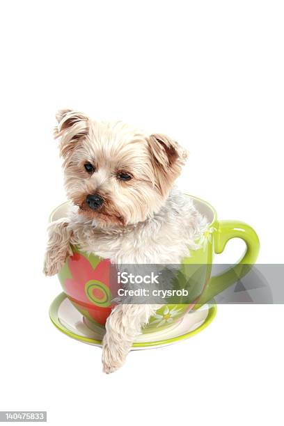 Photo libre de droit de Chien Dans Une Tasse banque d'images et plus d'images libres de droit de Amitié - Amitié, Animaux de compagnie, Blanc