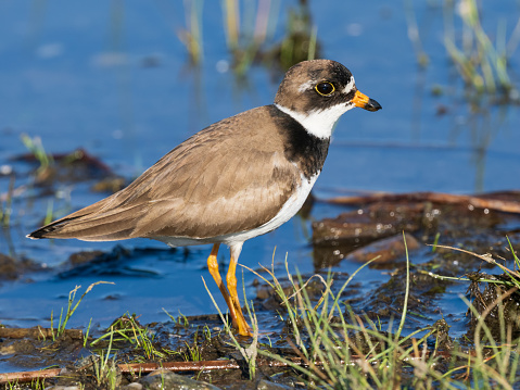 The semipalmated plover is a small plover. The geshenandoah national parknus name Charadrius is a Late Latin word for a yellowish bird mentioned in the fourth-century Vulgate. It derives from Ancient Greek kharadrios a bird found in ravines and river valleys.
