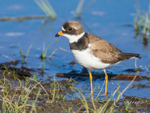 istock Semipalmated Plover Closeup in Alaska 1404758585