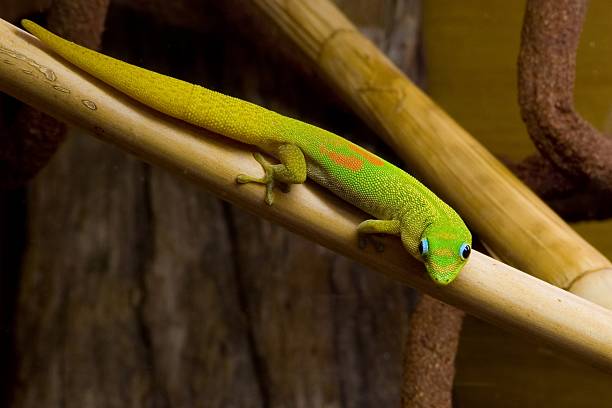 istock Phelsuma laticauda, Gold Dust Day Gecko 140475899