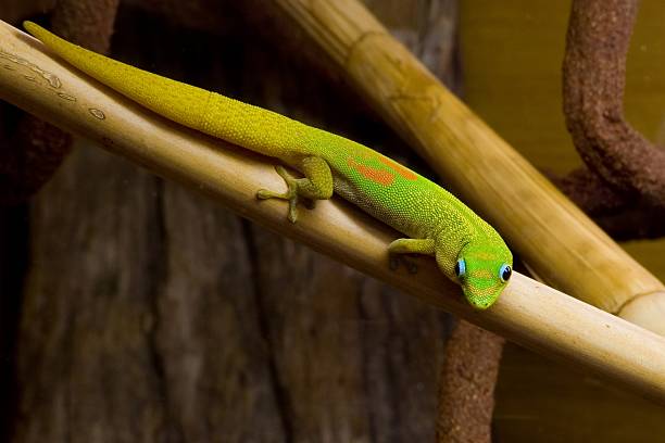 Phelsuma laticauda, Gold Dust Day Gecko stock photo