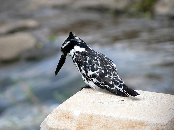 Ceryle rudis, Pied Kingfisher stock photo