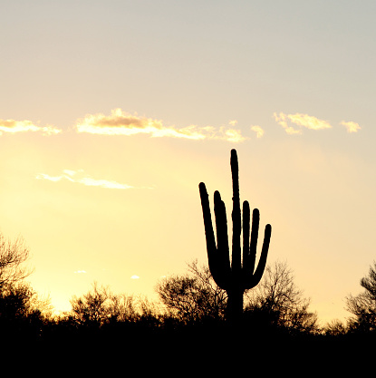 A single cactus silhouetted in a Arizona sunset